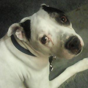 Meet your Posher, Steven